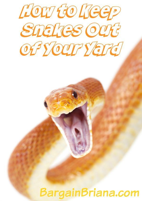 How to Keep Snakes Out of Your Yard - BargainBriana