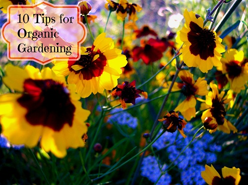 10 tips for organic gardening