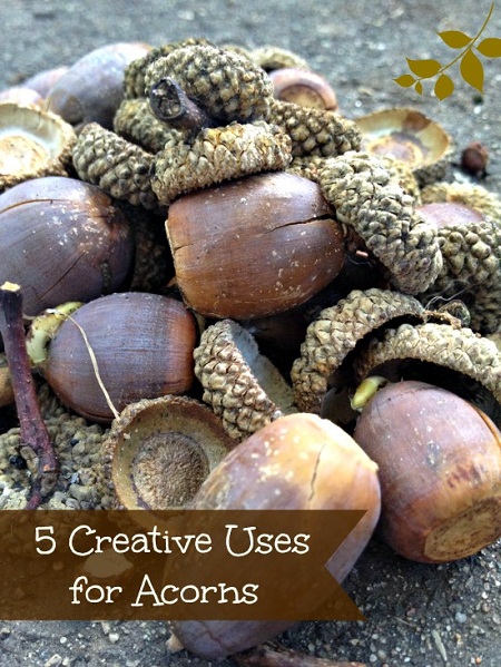 5 Creative Uses for Acorns