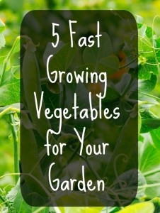 5 Fast Growing Vegetables for Your Garden