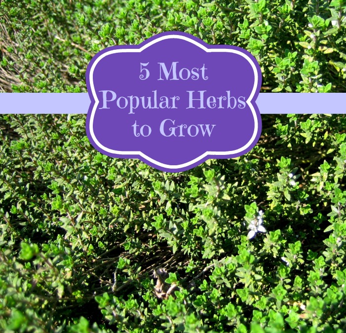 5 Most Popular Herbs to Grow - BargainBriana