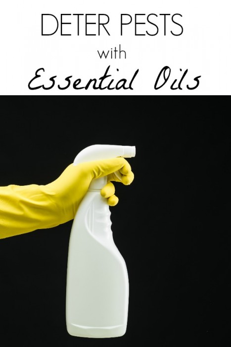 Deter Pests With These Essential Oils