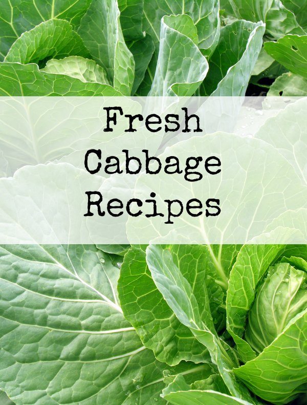 Fresh Cabbage Recipes