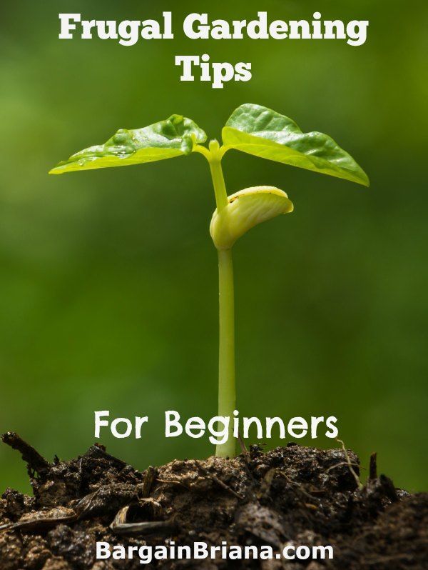 Frugal Gardening Tips for Beginners