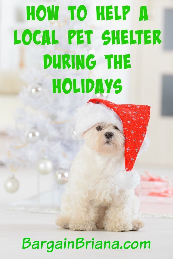 How to Help a Local Pet Shelter During the Holidays