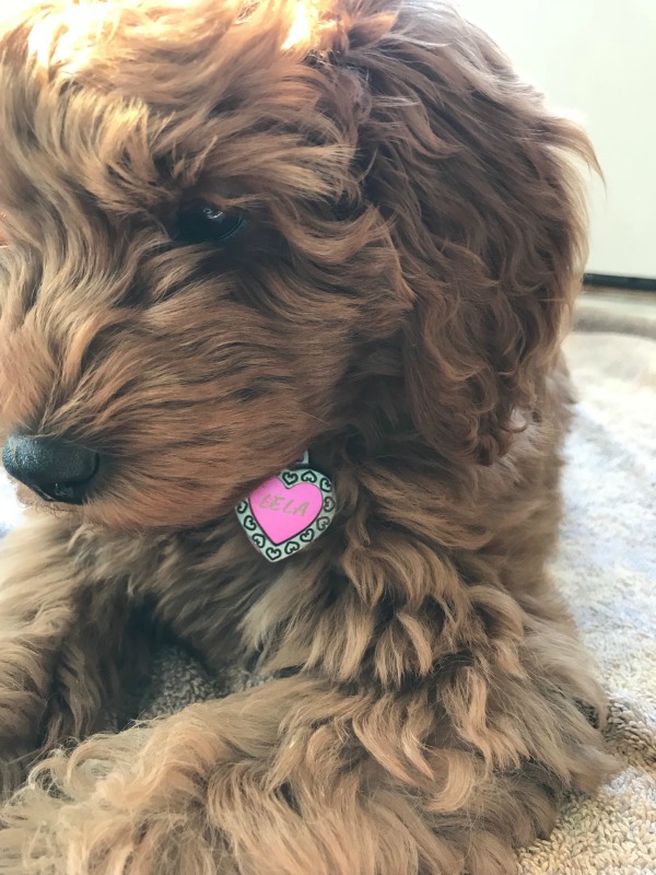 best collar for goldendoodle puppy