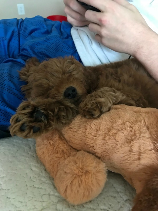 mini goldendoodle stuffed animal