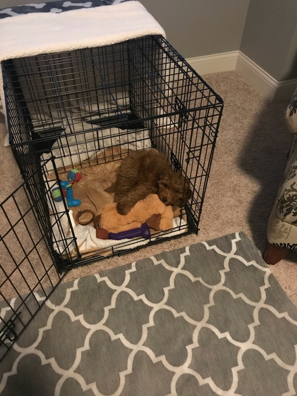 Crate for 2025 mini goldendoodle