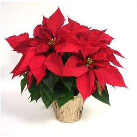 Poinsetta