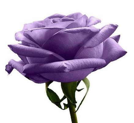 Purple Rose