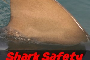 Shark Safety - Is it Safe To Let Your Kids Swim in the Ocean