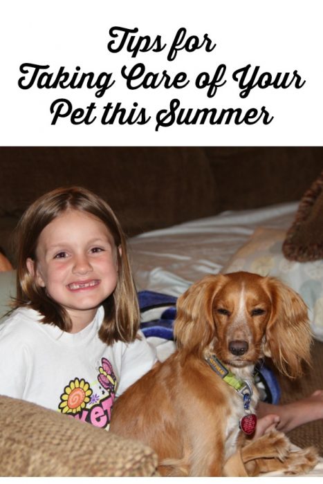 Tips for Taking Care of Your Pet This Summer