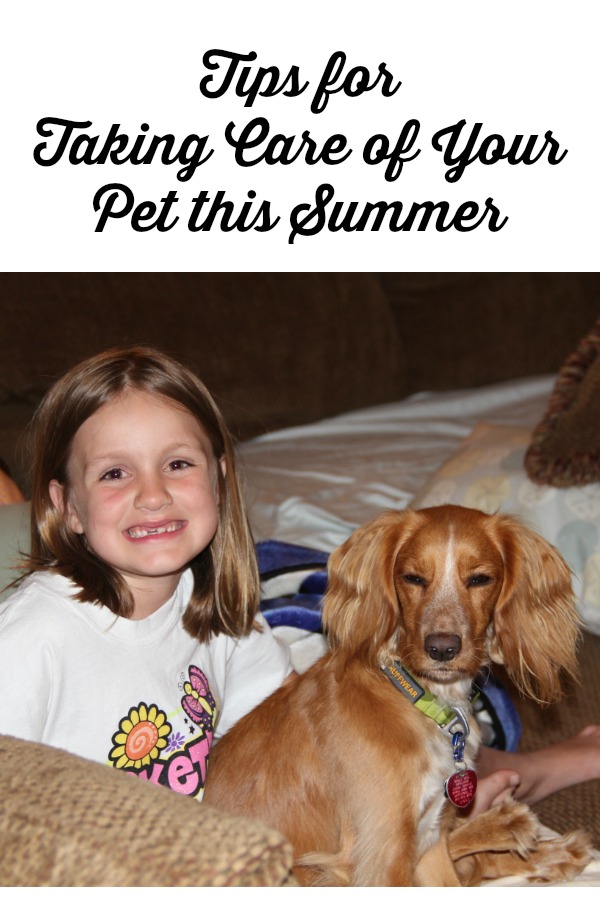 Summer Pet Care