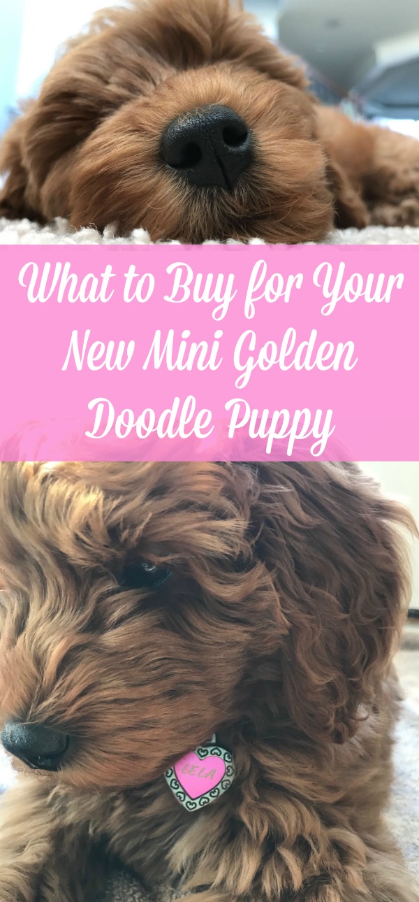 Our Goldendoodle  Must Have Puppy Products
