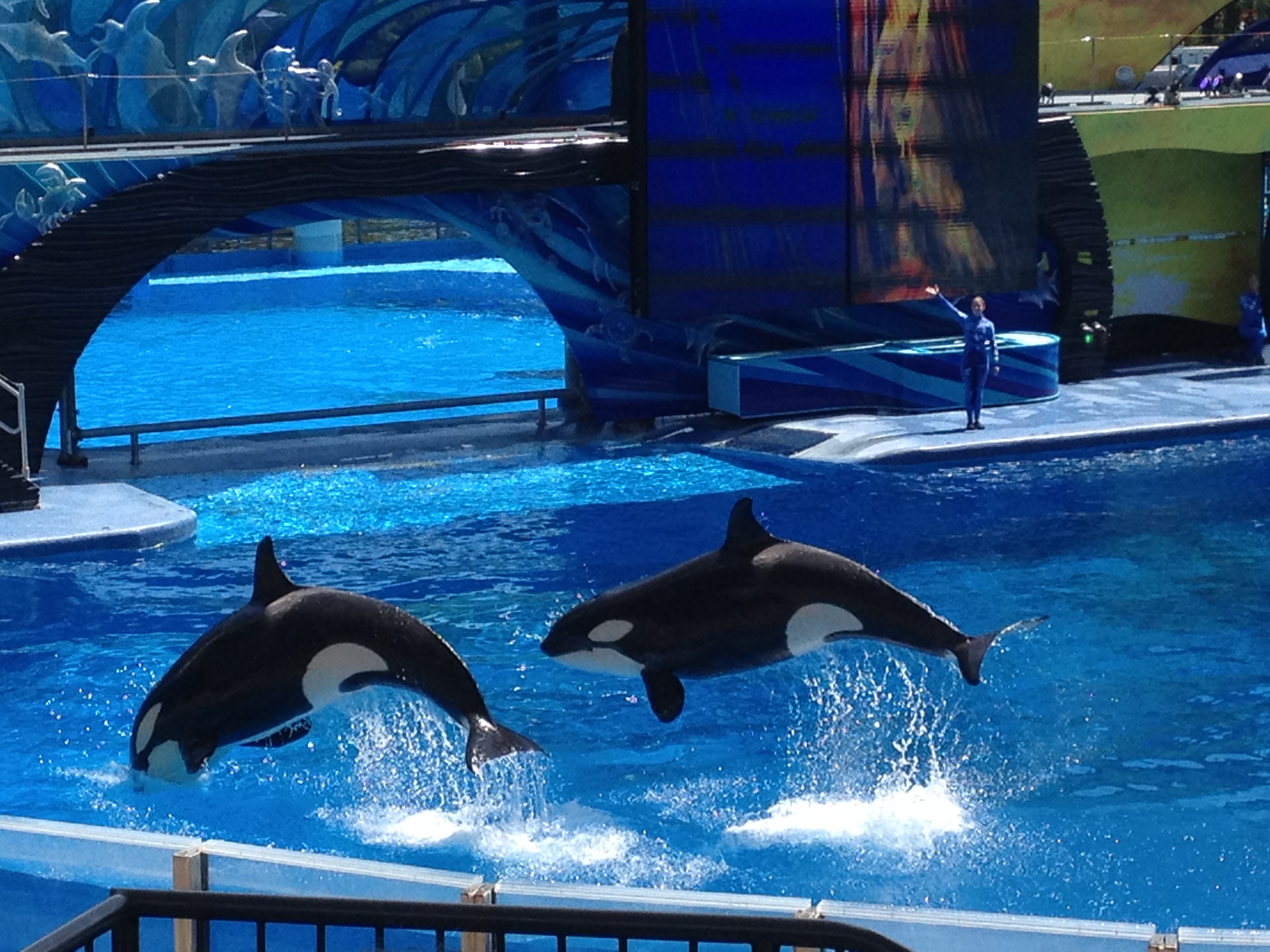 How to Save at SeaWorld | $10 off Tickets + Review