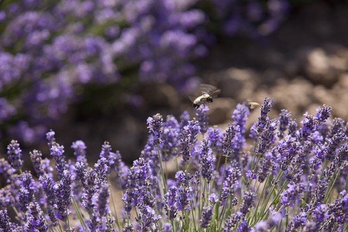 lavender